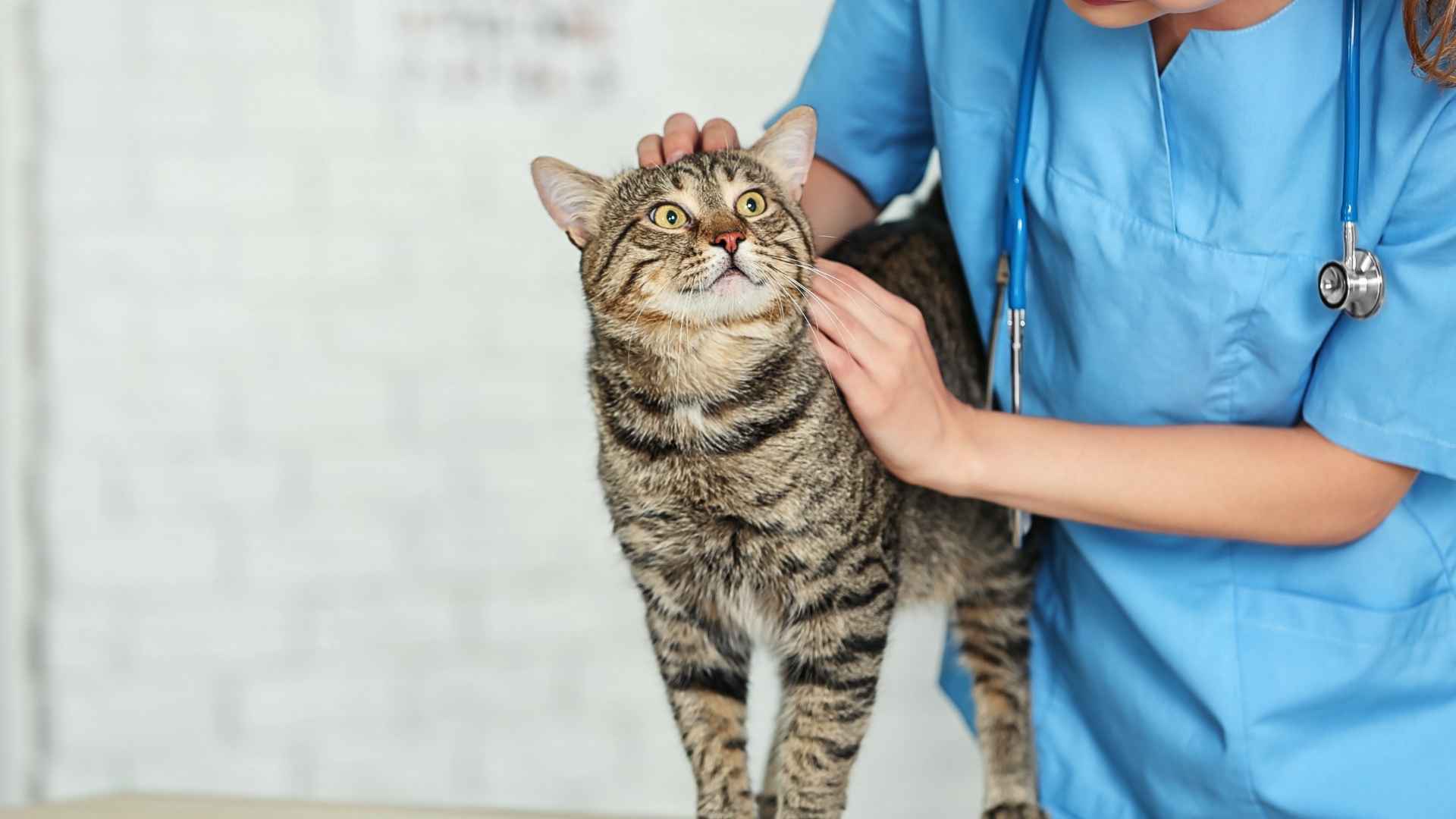 bolas de pelo en gatos